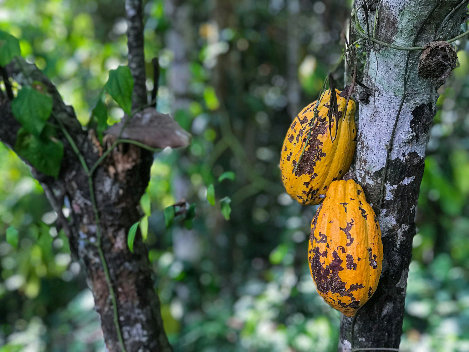 cocoa plant