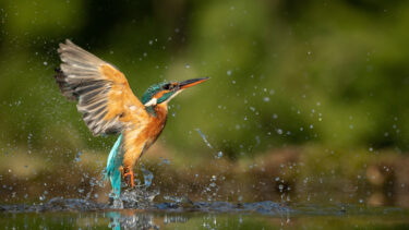kingfisher
